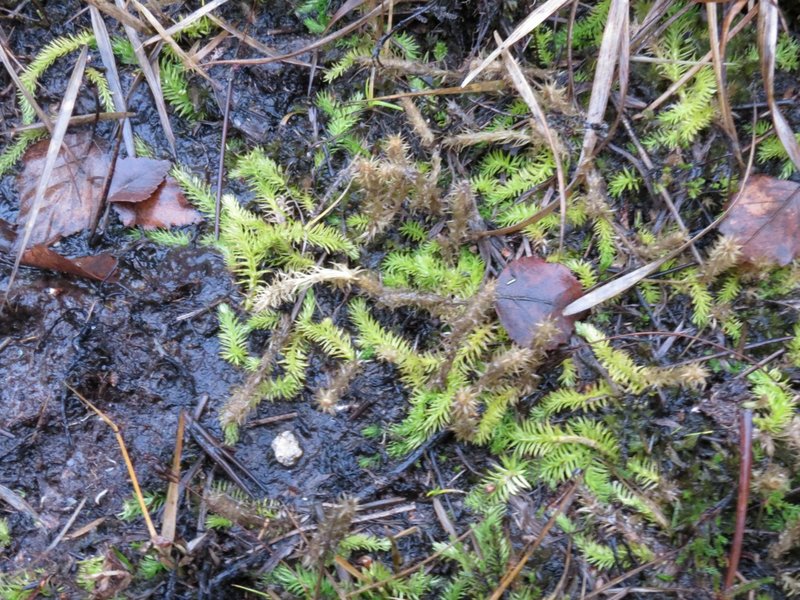 Lycopodium inundatum